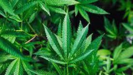 Carlow man in ‘significant pain’ self-medicating with cannabis