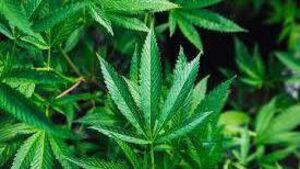 Carlow man in ‘significant pain’ self-medicating with cannabis Carlow man in ‘significant pain’ self-medicating with cannabis
