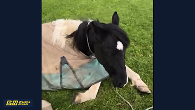 Horse used during Citywest protest found collapsed