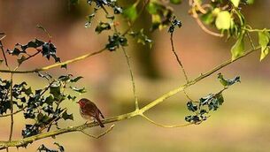 Appeal to be made over ‘unusual’ Noah Donohoe movements before disappearance Appeal to be made over ‘unusual’ Noah Donohoe movements before disappearance