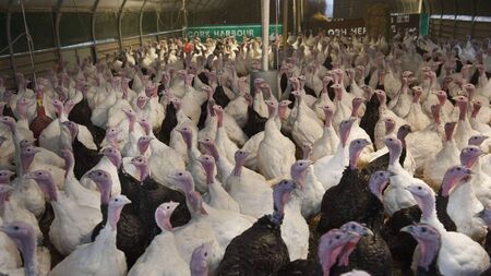 Bird flu found on turkey farm in County Carlow 