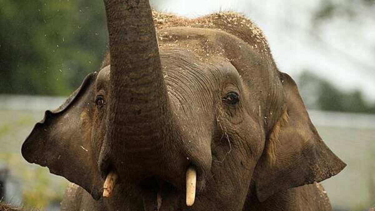 Dáil hears allegations of sexual harassment and animal deaths at Dublin Zoo