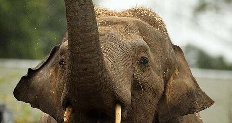 Dáil hears allegations of sexual harassment and animal deaths at Dublin Zoo