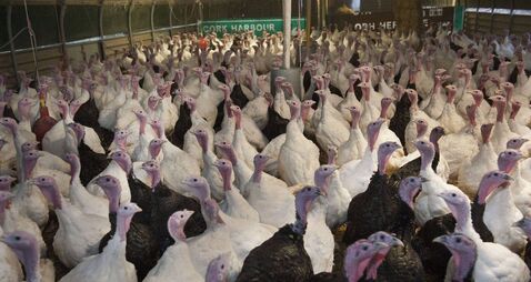Destruction of 5,000 turkeys ‘heartbreaking’ says farmer 