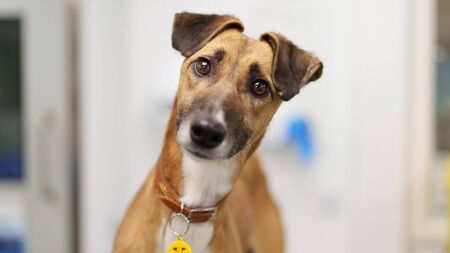 Heartbreak as dog euthanasia rises 10% despite fewer strays entering Irish pounds