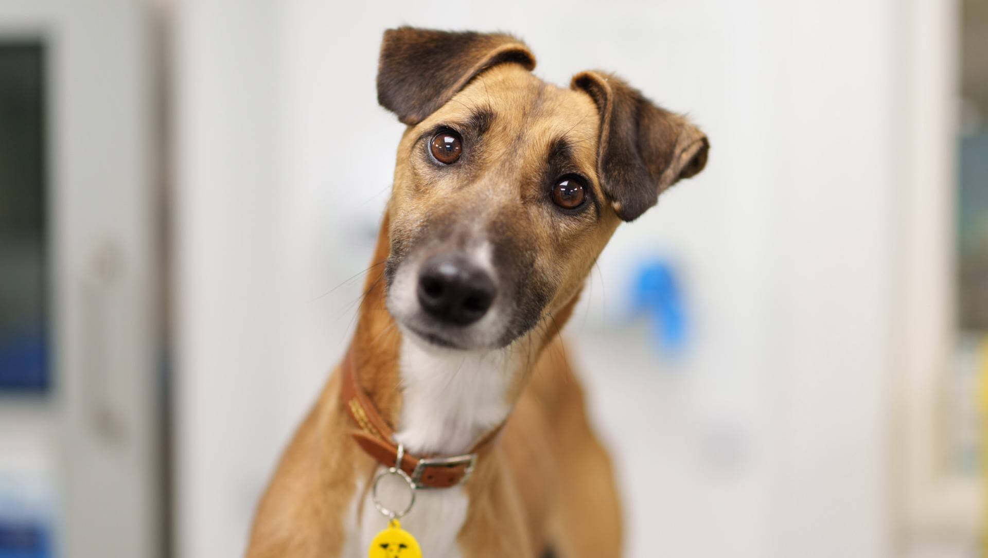 Heartbreak as dog euthanasia rises 10% despite fewer strays entering Irish pounds