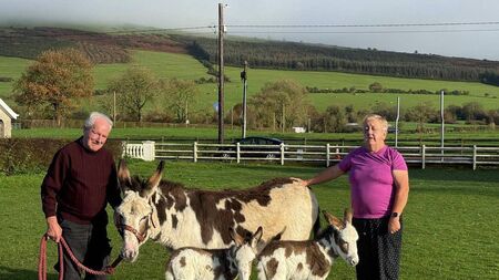 Jenny quickly settling in as mother to rare twin foals