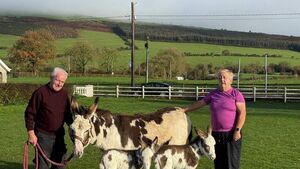 Jenny quickly settling in as mother to rare twin foals
