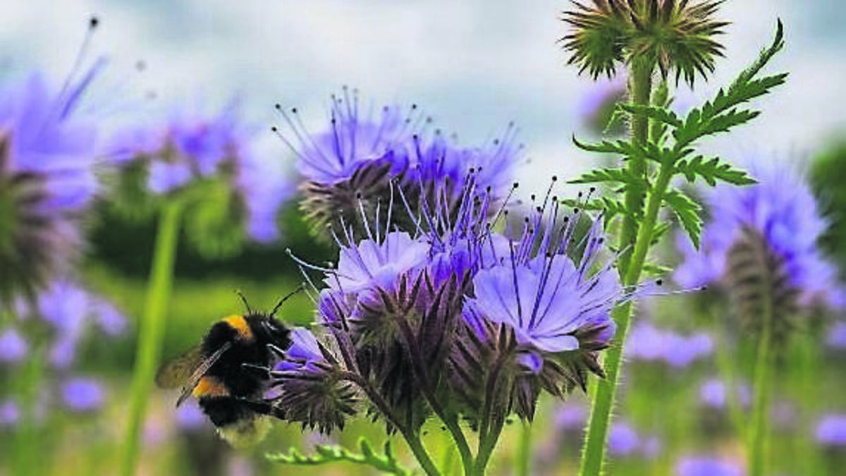 ‘Bee the Change’ wins top Teagasc photography prize at Oak Park