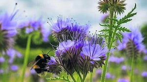 ‘Bee the Change’ wins top Teagasc photography prize at Oak Park