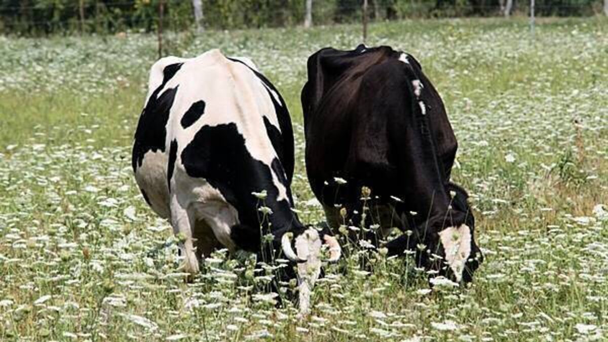 First suspected bluetongue outbreak in Northern Ireland under investigation