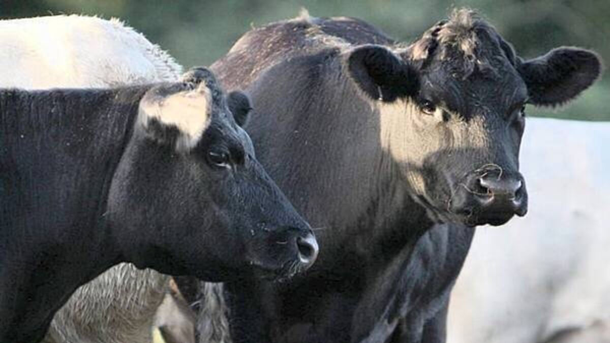 Suspected bluetongue case ‘could have serious consequences’ for agrifood sector