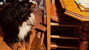 As it happened: 'Thank you Ireland, Glory to Ukraine,' Zelenskiy addresses Oireachtas