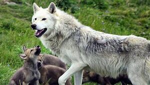 Young ‘cautious’ over potential reintroduction of wolves and lynx in the wild