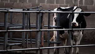 Environmental groups challenge council green light for €3bn data centre campus in Kildare