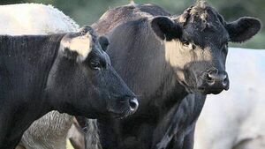 Bluetongue suspected in second herd in Co Down