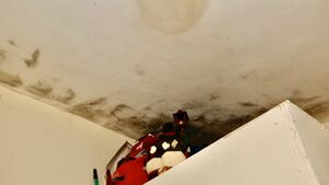 Mother and kids living in garden shed, waiting for social housing