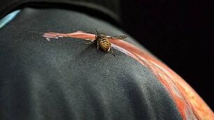 Nick Woltemade own goal earns Sunderland hard-fought derby win over Newcastle