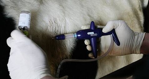 Suspected bluetongue cases found at fourth farm in Northern Ireland