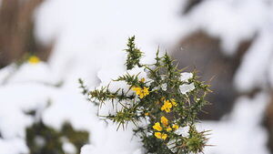 Temperatures set to plummet with Christmas snow possible