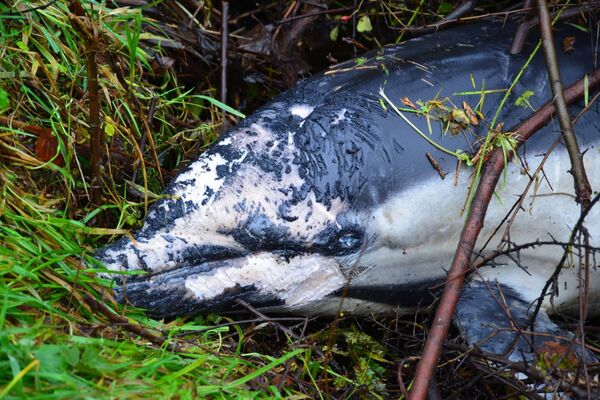 Close-up of the dolphin. Photo by Anthony McGahan.