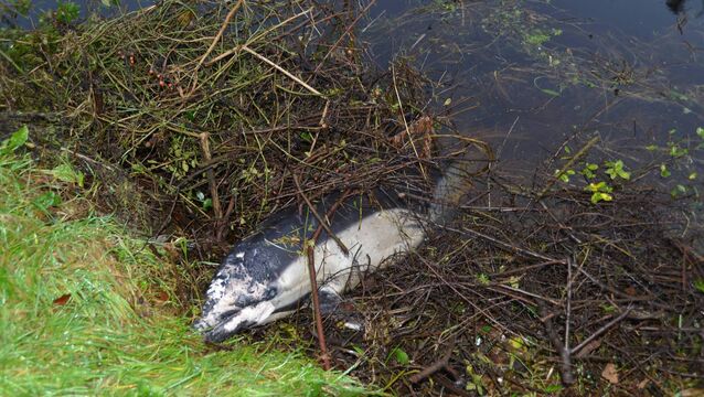 <p>The dead dolphin found in St Mullins. Photo by Anthony McGahan.</p>