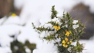 <p>Snow laying on flowers near Glendalough in Co Wicklow earlier this year </p> <p>Snow laying on flowers near Glendalough in Co Wicklow earlier this year </p>