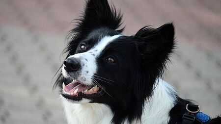 Animal charity warns dog owners their pets 'naturally resent' wearing clothes and jewellery