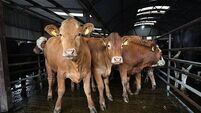 Illegal movement of cattle across Irish border led to 2004 probe, files show