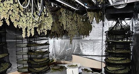 Gardaí seize €2.25m worth of cannabis in Westmeath growhouses