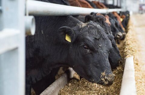 Carlow politicians united in opposition to Mercosur trade deal