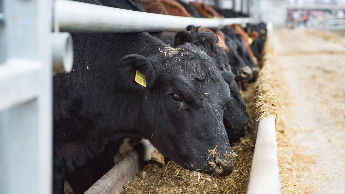 Carlow politicians united in opposition to Mercosur trade deal