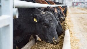 Carlow politicians united in opposition to Mercosur trade deal