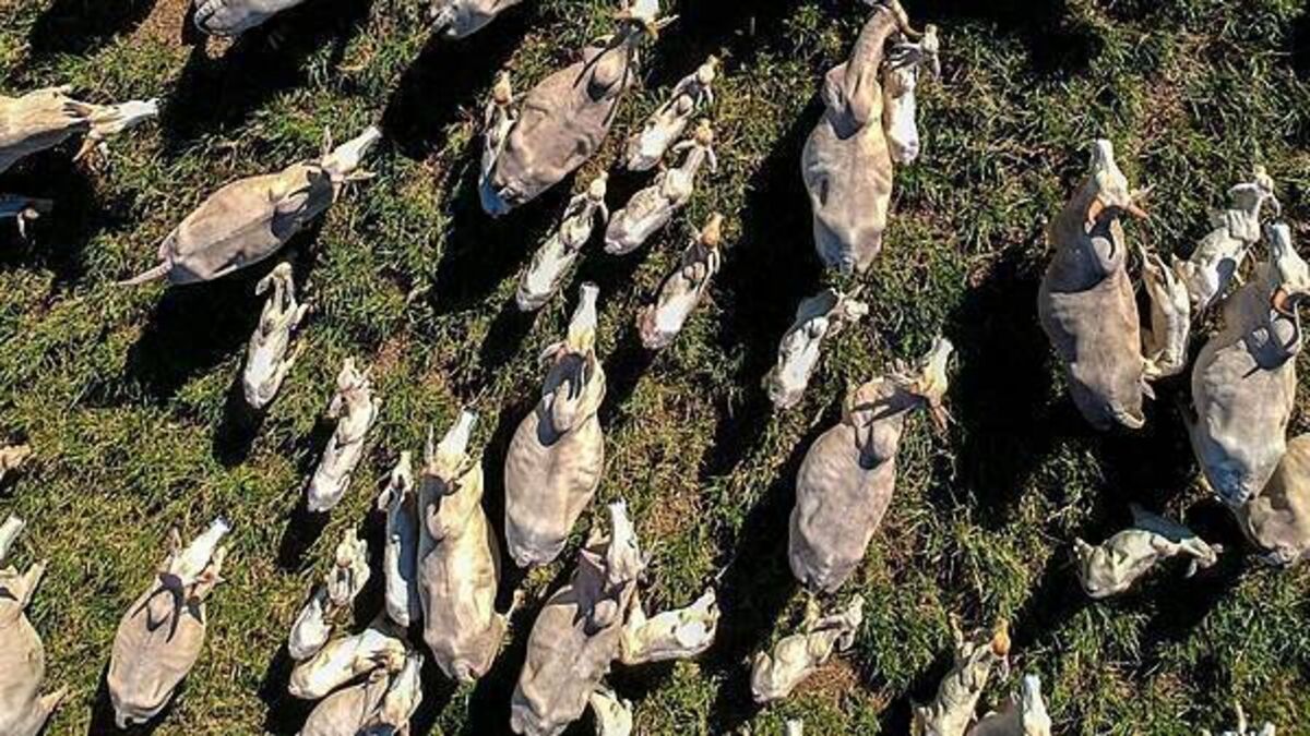 Farmers say hormone found in Brazilian beef should be ‘red line’ on trade deal