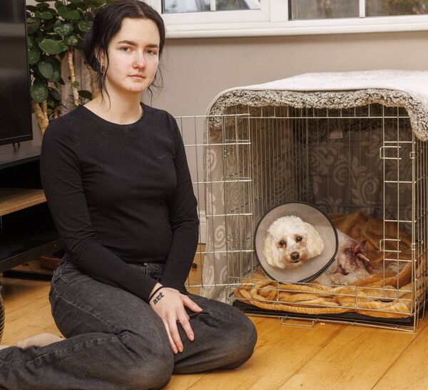 Stella, the Cockapoo Bichon mix pictured at home with her owner Kotrina Cioladis Photo: Michael O’Rourke Photography Stella, the Cockapoo Bichon mix pictured at home with her owner Kotrina Cioladis Photo: Michael O’Rourke Photography