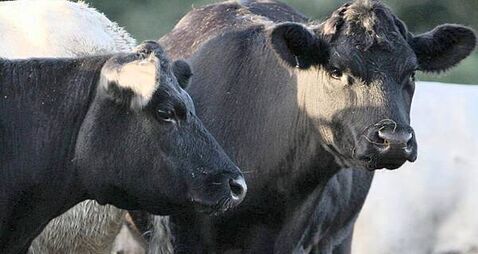 Financial support announced for testing of livestock at risk of bluetongue