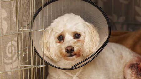 Woman recounts horrific attack on her dog Stella in Carlow town
