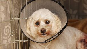 <p>Stella is now recovering at home after being attacked by a loose dog </p>