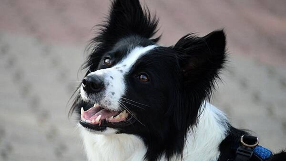 Dún Laoghaire Council seeks national dog DNA database to tackle dog fouling