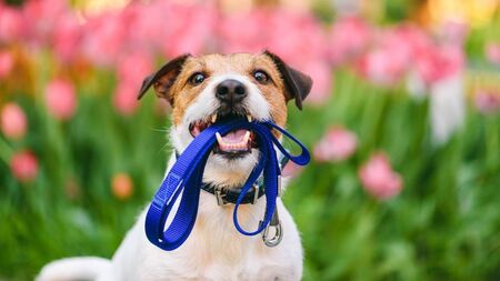 Number of dog licences has doubled in County Carlow due to second warden