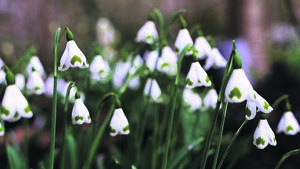 Garden lovers across Carlow and Kildare invited to ‘Snowdrop Time’ at Altamont