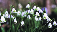Garden lovers across Carlow and Kildare invited to ‘Snowdrop Time’ at Altamont