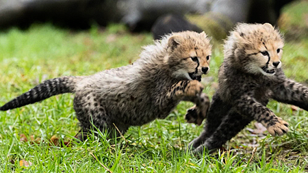 Fota Wildlife Park announces birth of two endangered Northern cheetah cubs
