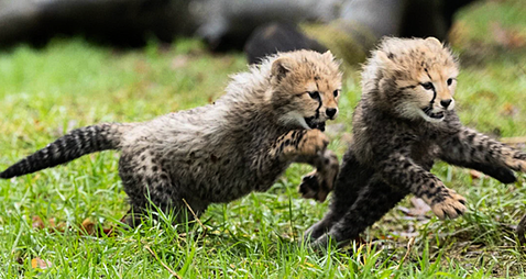 Fota Wildlife Park announces birth of two endangered Northern cheetah cubs