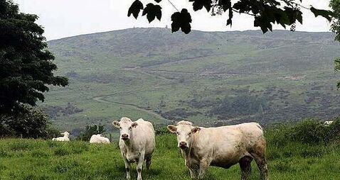 China suspends Irish beef imports after bluetongue outbreak in Wexford