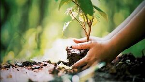 Planting seeds of hope: A spring reflection on faith and renewal