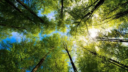 Almost €200,000 paid out to forest landowners in Carlow