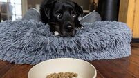 Owners may be shortening pets’ lives by underestimating weight, charity warns