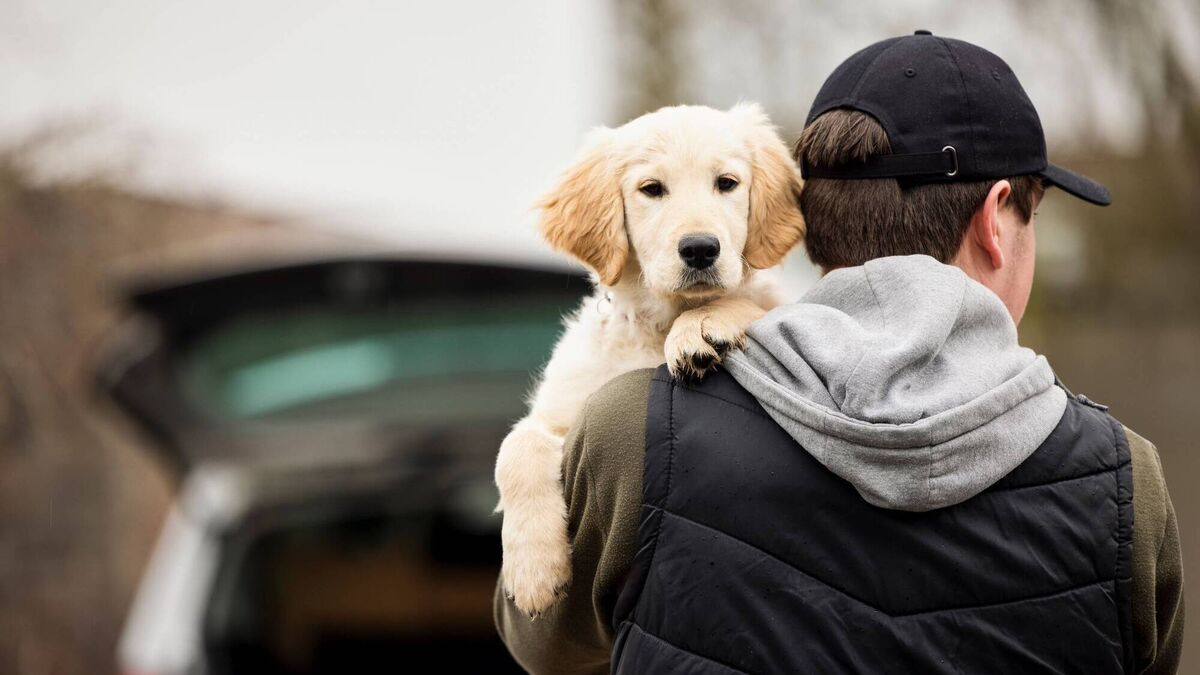 Film-maker Pauric barking up the right tree with dog theft doc