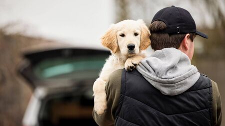 Film-maker Pauric barking up the right tree with dog theft doc